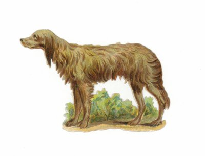 Perro lobo irlandés de American School