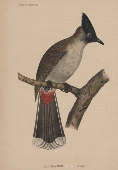 Ixos Haemorrhous (Gmelin) de American School