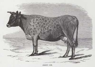 Vaca Jersey (grabado) de American School