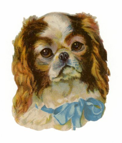Spaniel Cavalier King Charles de American School