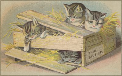 Gatitos en una caja rota de American School