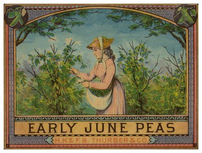 Dama recogiendo guisantes de junio temprano de American School