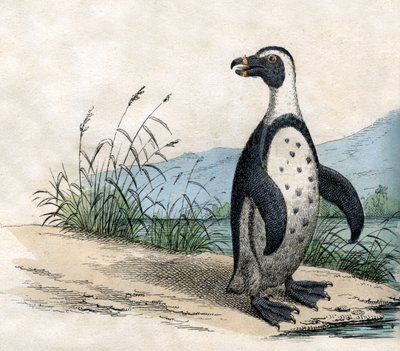 Pingüino Magallánico, de La Historia Natural de los Animales de American School