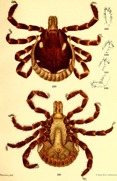 Macho Ablyomma Americanum, ilustración de "Garrapatas del ganado (Ixodoidea) de los Estados Unidos" por D. E. Salmon y Charles Wardell de American School