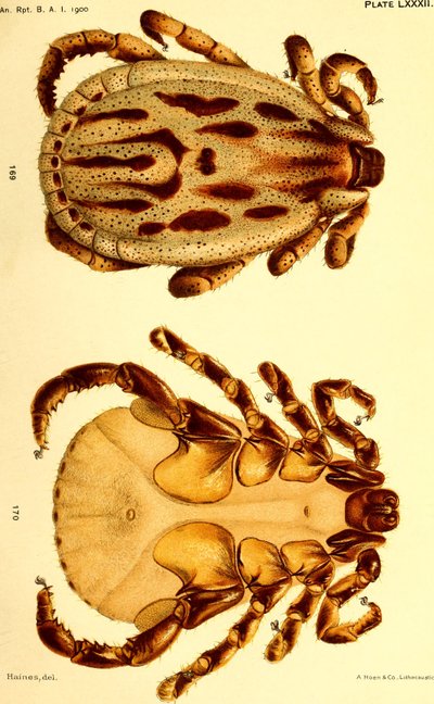 Dermacentor reticulatus macho, ilustración de 