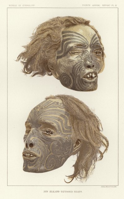 Cabezas tatuadas de Nueva Zelanda de American School
