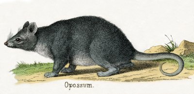 Zarigüeya, de La historia natural de los animales de American School