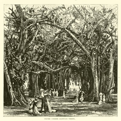 Picnic bajo árboles de banyan de American School