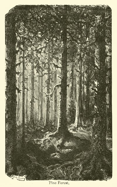 Bosque de pinos de American School