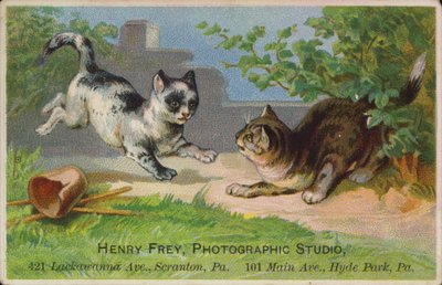 Gatitos juguetones de American School