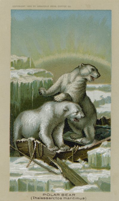 Oso polar, Thalassarctos Maritimus de American School