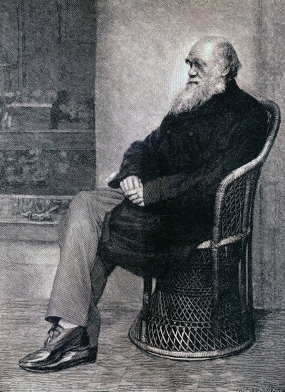 Retrato de Charles Darwin de American School