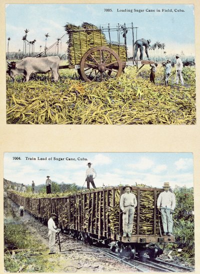 Postales que representan plantaciones de caña de azúcar en Cuba, c.1910 de American School