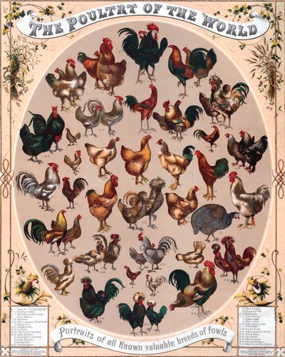 Póster Aves de corral del mundo de American School