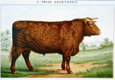 Toro Shorthorn de Premio de American School