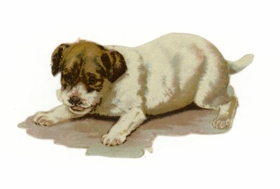 Cachorro jugando de American School