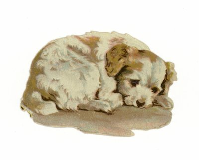 Cachorro durmiendo de American School