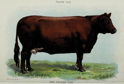 Vaca Roja Pollada, del 