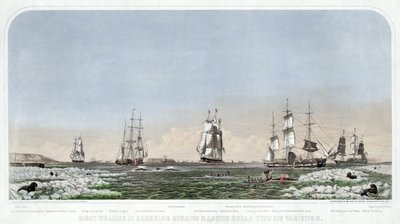 Caza de ballenas en el estrecho de Behring y el océano Ártico con sus variedades, pub. 1871 de American School