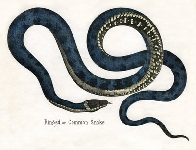 Serpiente de collar o común, de La Historia Natural de los Animales de American School