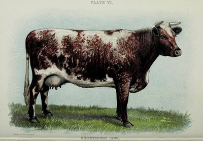 Vaca Shorthorn, del "Biggle Cow Book" de Jacob Biggle, 1898 de American School