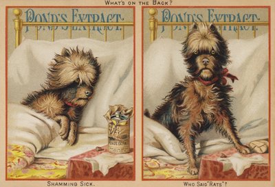 Perro enfermo en la cama de American School