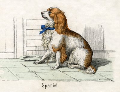 Spaniel, de La historia natural de los animales de American School