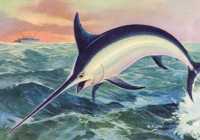 Pesca deportiva: El pez espada saltarín de American School
