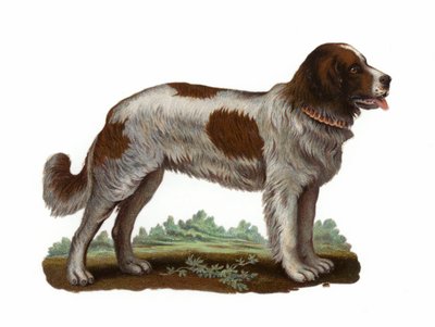 Perro San Bernardo de American School