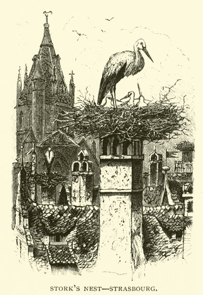 Nido de cigüeñas, Estrasburgo de American School
