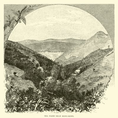 Granja de té cerca de Hong Kong de American School