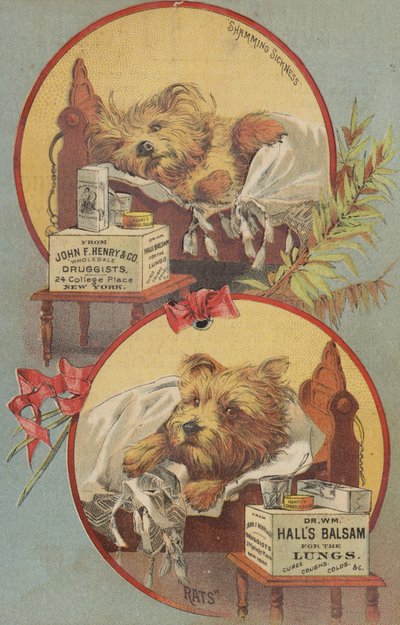 Perro terrier en la cama de American School
