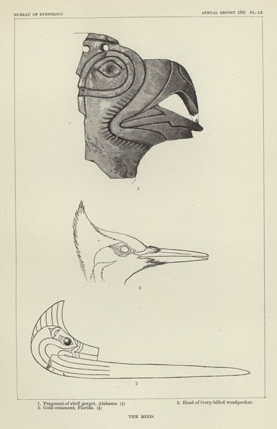 El pájaro de American School