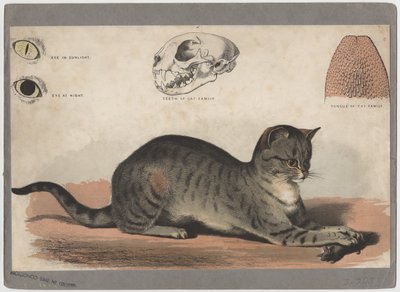 El Gato de American School