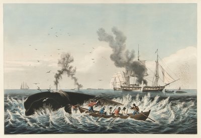 La pesca de ballenas - Atacando una ballena 