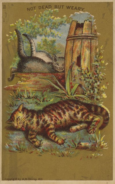 Tres Gatos Cansados de American School