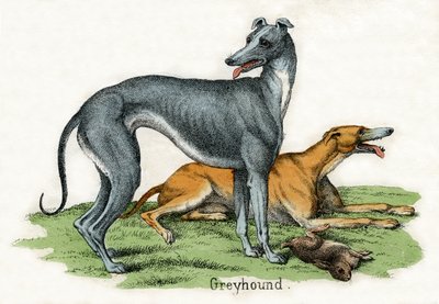 Dos galgos, de La historia natural de los animales de American School