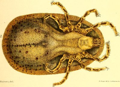 Vista ventral de Argus Miniatus, ilustración de 