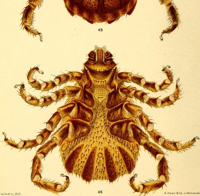 Vista ventral del macho Boophilus Annulatus, ilustración de "Cattle ticks" de American School