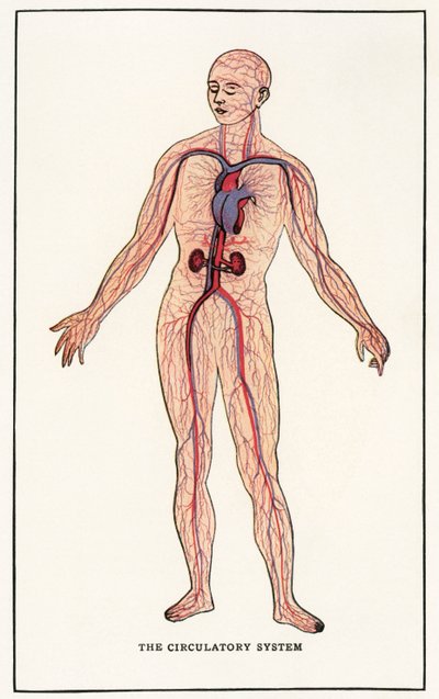 Impresión Anatómica Vintage del Sistema Circulatorio Humano de American School