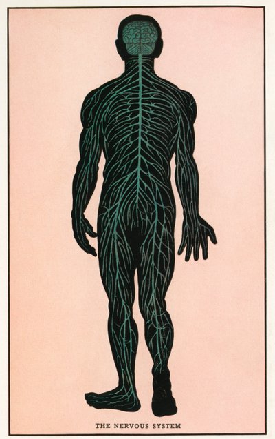 Grabado anatómico antiguo del sistema nervioso humano de American School