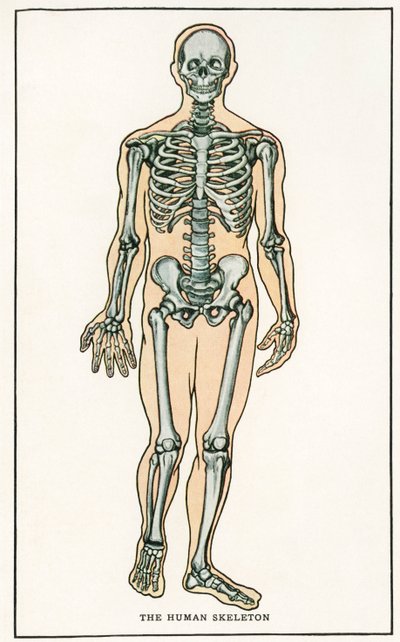Grabado anatómico antiguo del esqueleto humano de American School