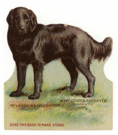 Retriever negro de pelo ondulado de American School