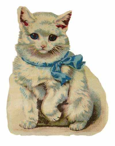 Gato blanco con lazo azul de American School