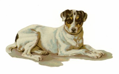 Perro joven acostado de American School