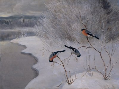camachuelos de Anders Kongsrud