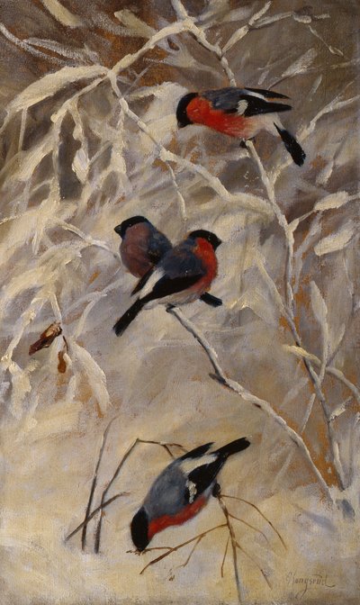 camachuelos de Anders Kongsrud