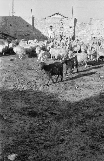 TRASHUMANCIA EN CROTONE de Ando Gilardi