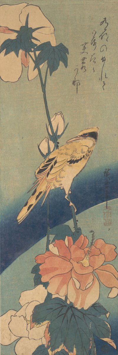 Oriol de nuca negra posado en un tallo de malva rosa de Ando Hiroshige