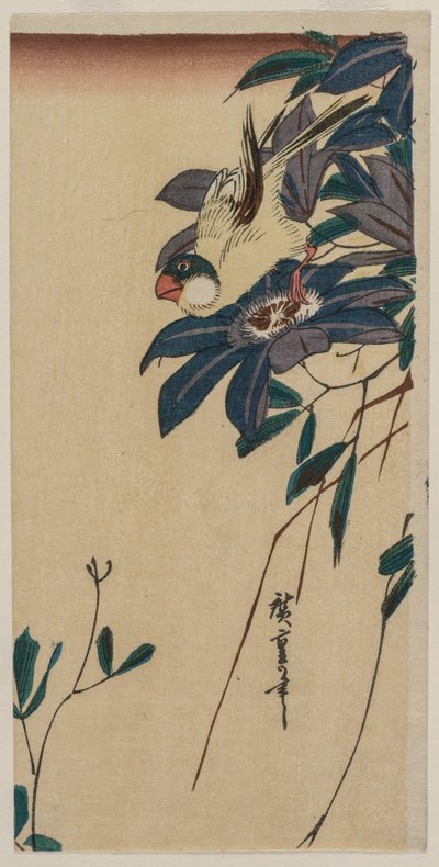 Picogrueso y clemátide, mediados de 1830s de Ando Hiroshige